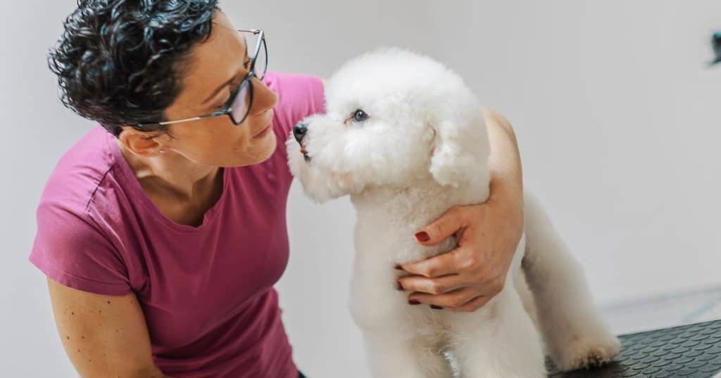 Common Health Concerns in Bichon Frise - What Do Bichon Frise Usually Die From?