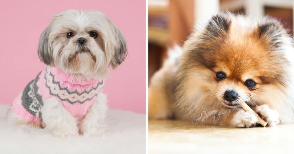 Common Issues - Shih Tzu and Pomeranian Mix