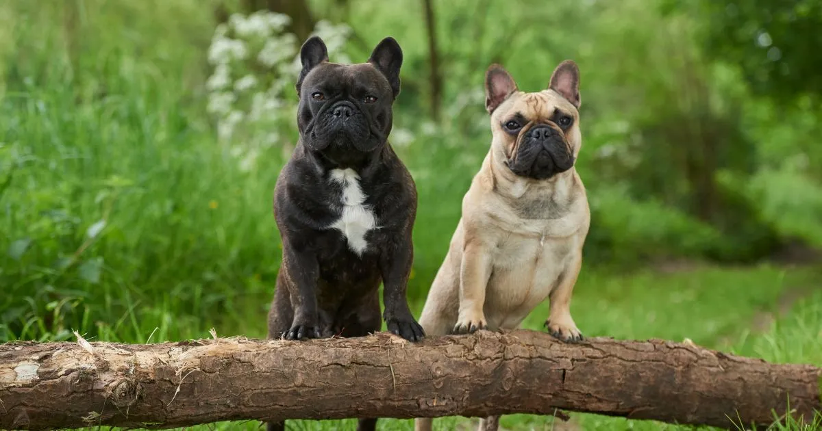 Do French Bulldogs Have Tails? - NFTI