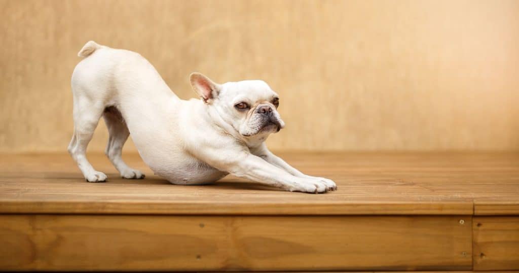 Do French Bulldogs Have Tails That Are Primarily To Be Cut Off And Docked?