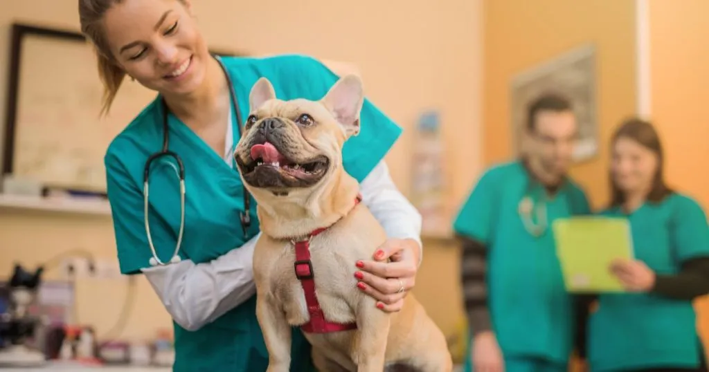 Do French Bulldogs Have Tails? 1 Incredible Disclosure 2 Do French Bulldogs Have Tails That Can Cause Health Problems? - NIG