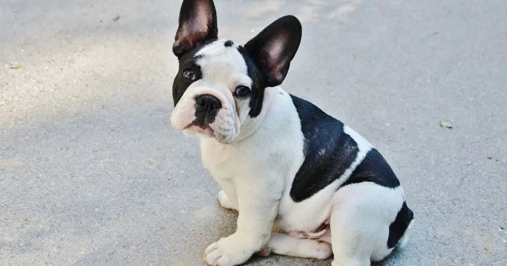 Do French Bulldogs Have Tails That They Can Wag?
