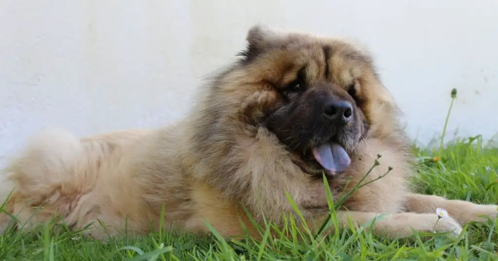 Eurasier - Big Fluffy Dog Breeds List