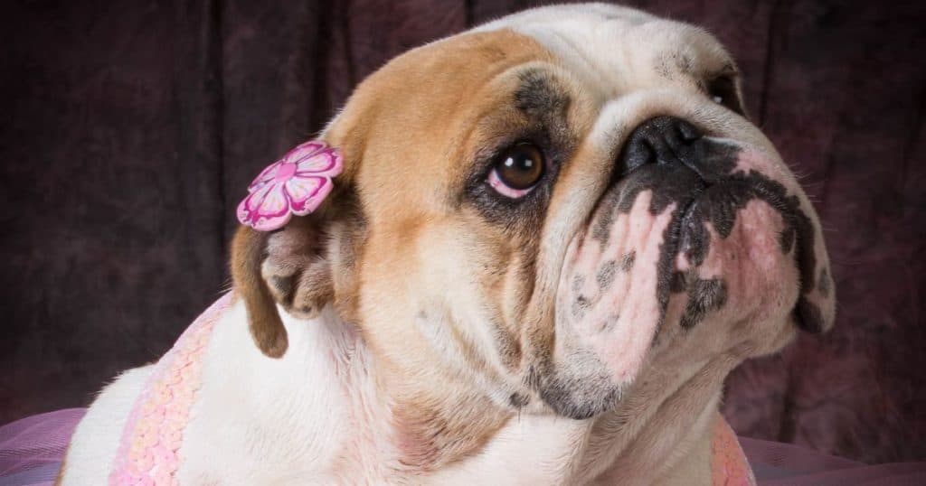 Exotic Female Bulldog Names - NIT