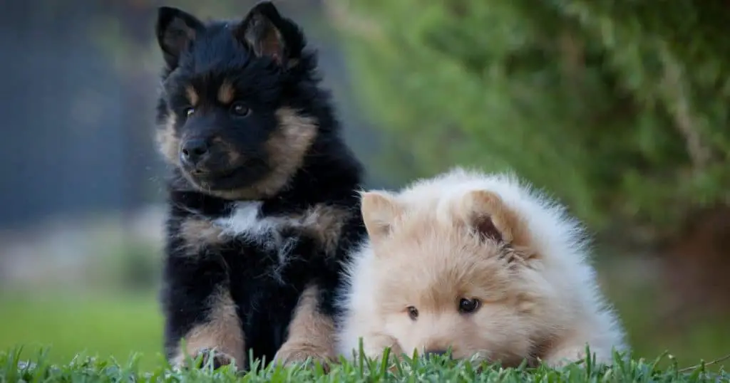 Finnish Lapphund - Medium Fluffy Dog Breeds List