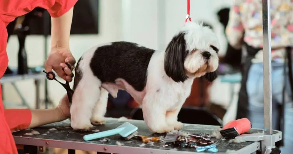 Grooming Needs -  Shih Tzu Terrier Mix