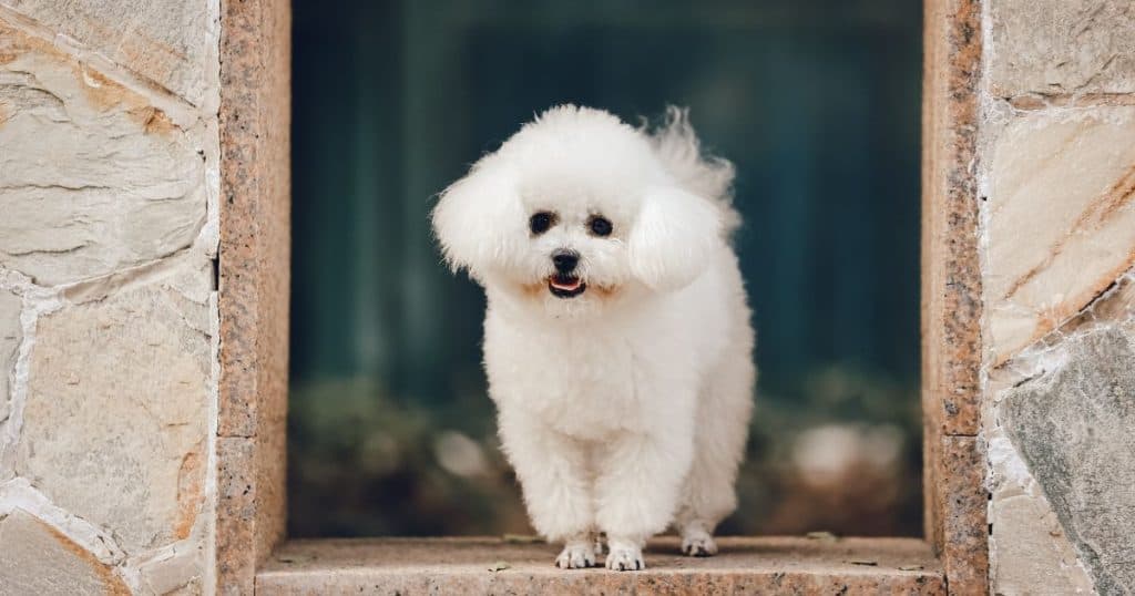 Health Benefits of Swimming for Bichon Frise - Can Bichon Frise Swim?