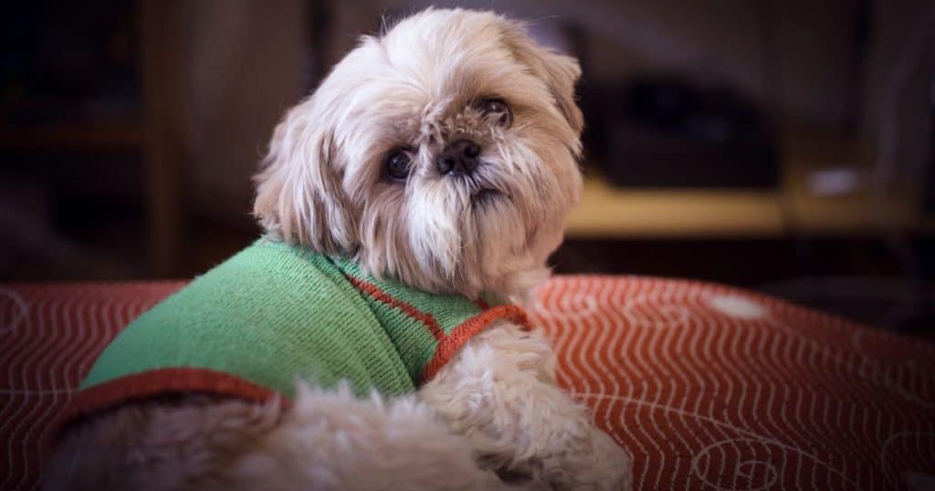 Health and Lifespan -  Shih Tzu Terrier Mix