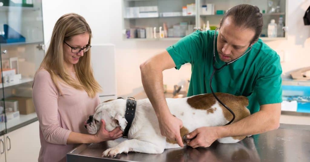 Healthy Bulldogs: Factors Impacting Life Expectancy