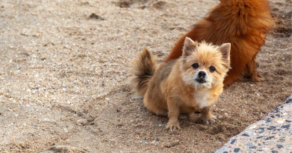 Historical Background - Shih Tzu and Pomeranian Mix