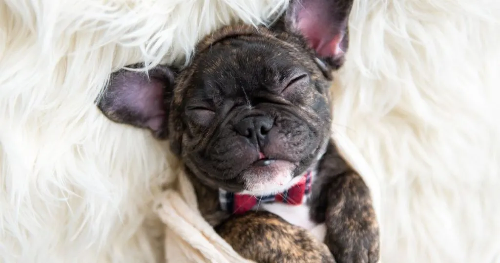 French Bulldog Screaming: Causes and Solutions Best Guide 6 How Do I Comfort my French Bulldog?