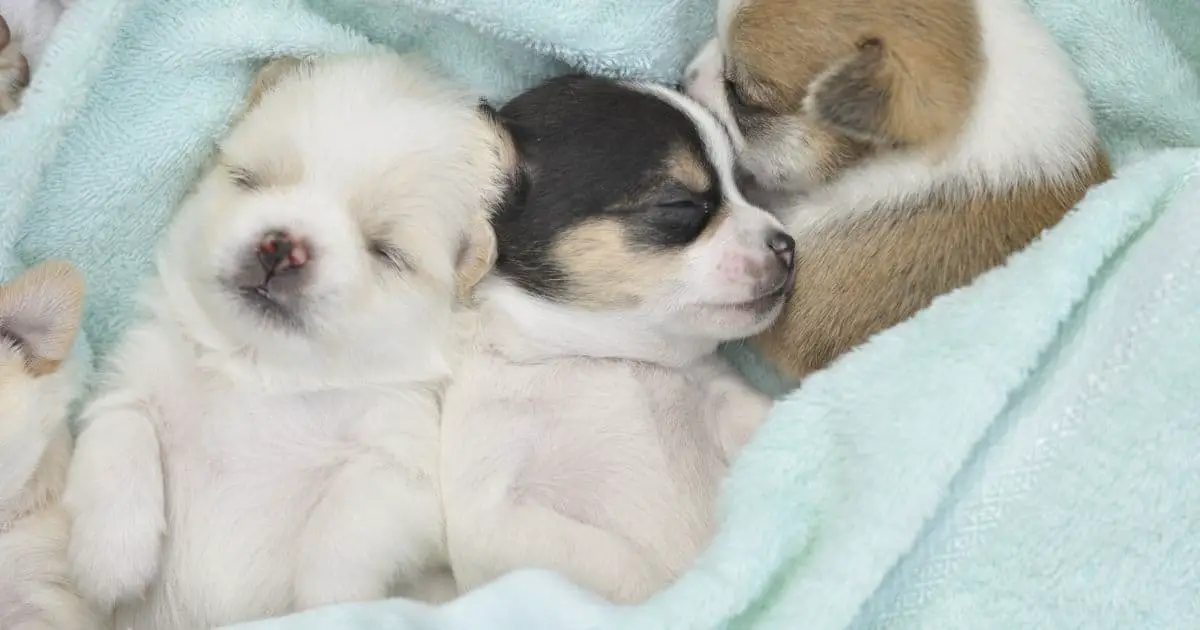 How Many Puppies Do Chihuahuas Have? Best Explained Guide