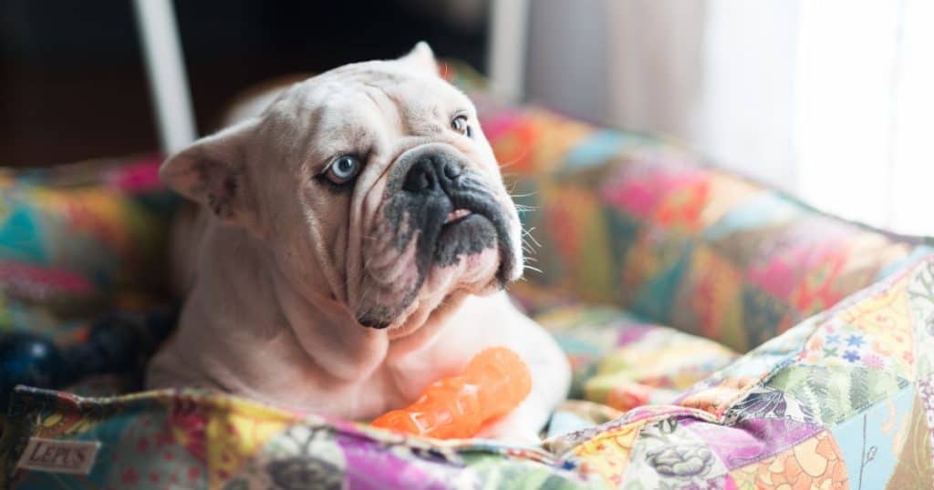 How To Introduce Bed To Your Bulldog For The First Time?
