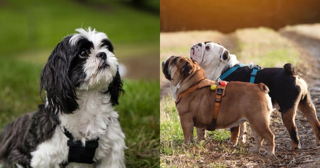 How to Train Bulldog and Shih Tzu Mix? - Bulldog and Shih Tzu Mix