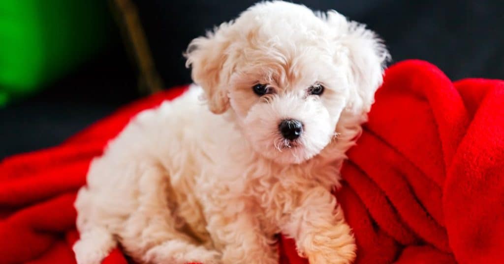 Importance of Selecting a Reputable Breeder - What Do Bichon Frise Usually Die From?