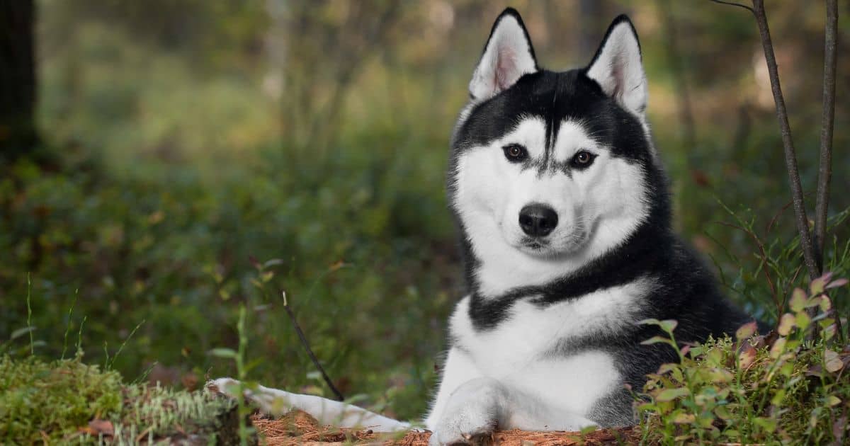 Is Siberian Husky Dangerous? Best In-Depth Guide