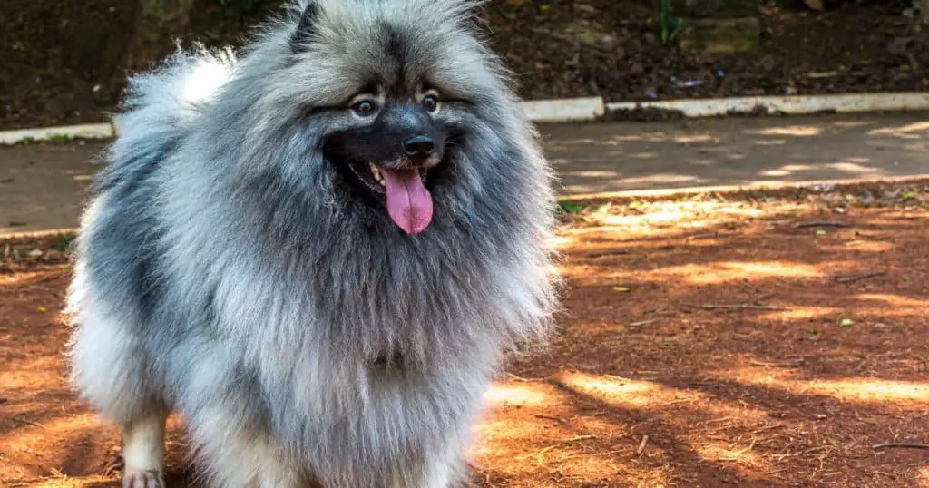 Keeshond - Medium Fluffy Dog Breeds List