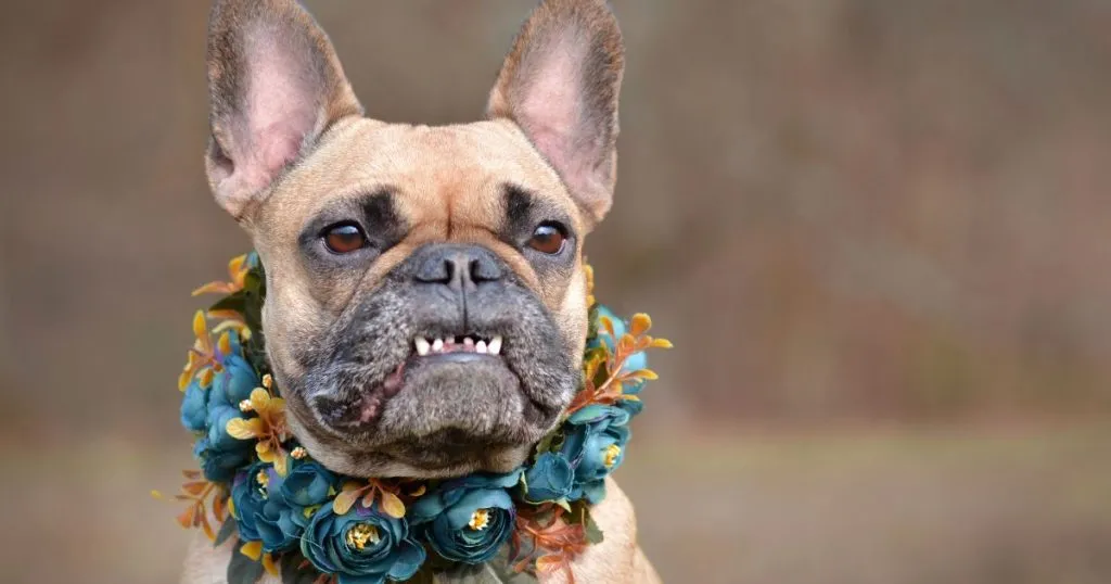 22 Most Popular Exotic Female Bulldog Names 5 Know Your Female Bulldogs - NIG