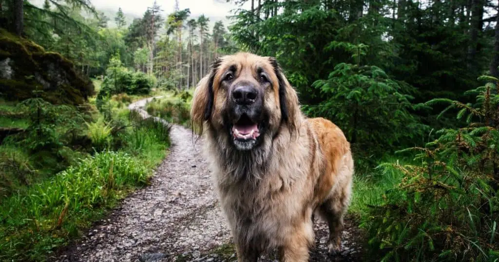 Leonberger - Big Fluffy Dog Breeds List