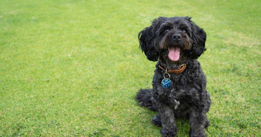 List Of The Best Dog Foods For Cavapoo