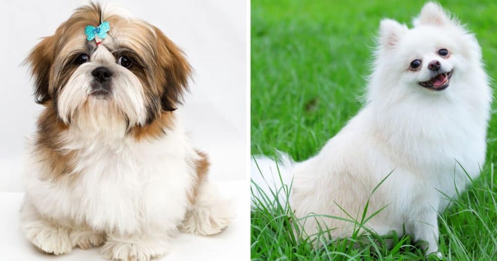 Living Conditions - Shih Tzu and Pomeranian Mix