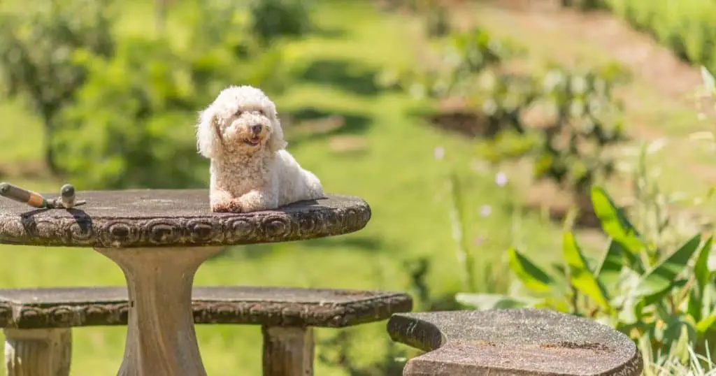 Managing Health through Nutrition and Exercise - What Do Bichon Frise Usually Die From?