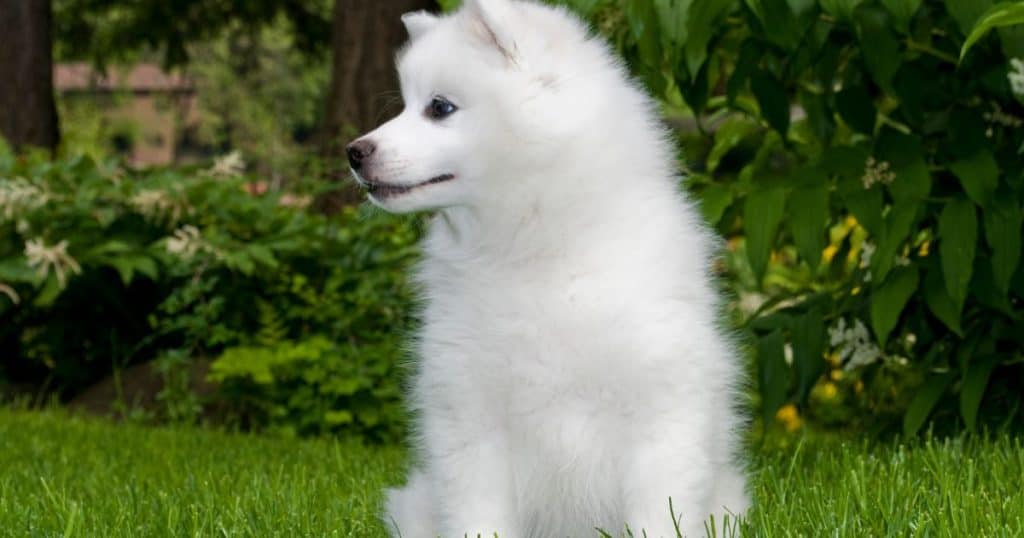 20 Best Fluffy Dog Breeds (Big, Medium, and Small) 15 Medium Fluffy Dog Breeds List