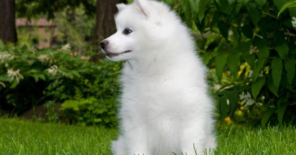 Medium Fluffy Dog Breeds List