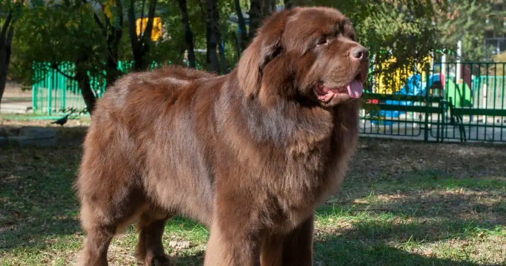 Newfoundland - Big Fluffy Dog Breeds List