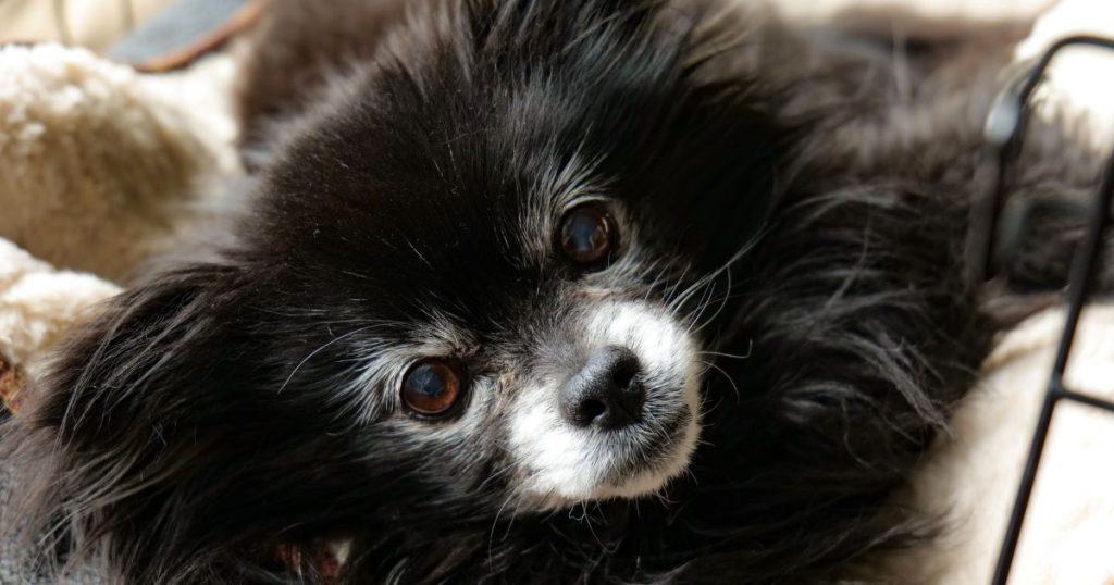 Personality Traits - Shih Tzu and Pomeranian Mix