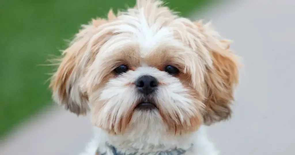 Shih Tzu Temperament: 5 Pros and 3 Cons Best Guide by Experts 2 Physical Characteristics - Shih Tzu Temperament