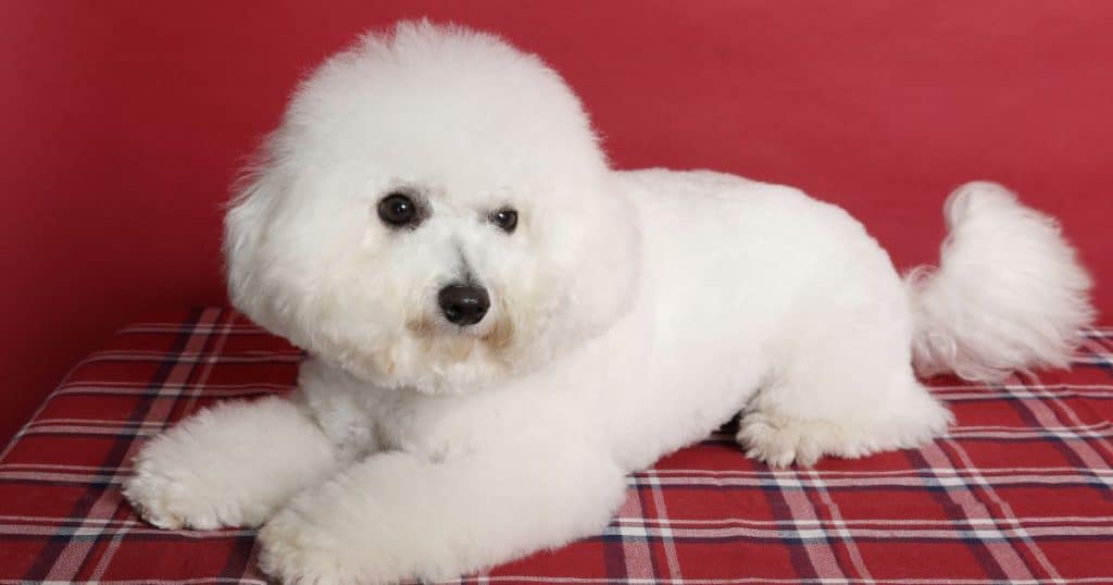 Physical Characteristics and its Impact on Swimming - Can Bichon Frise Swim?