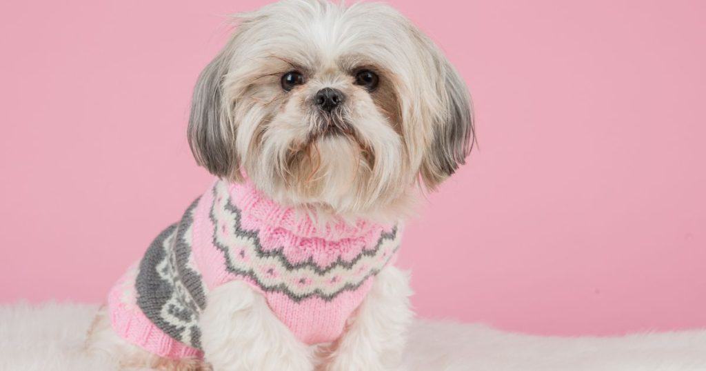 Shih Tzu Terrier Mix Characteristics and Care - Best Guide
