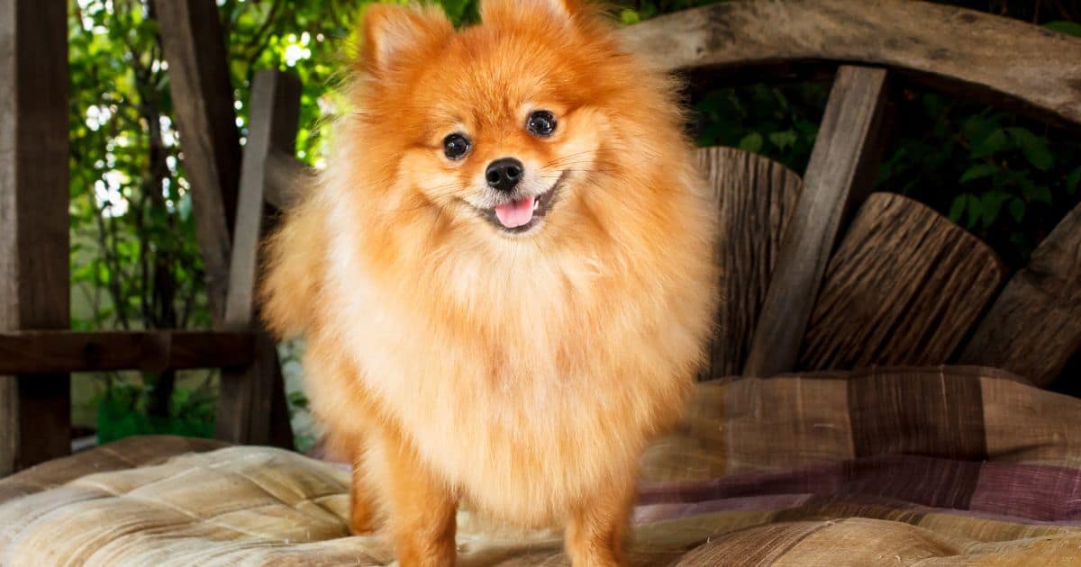 Pomeranian Health Issues: The Ones I’d Watch First