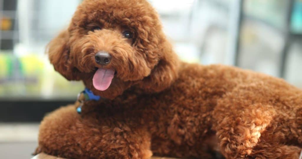 Poodle Dog Characteristics