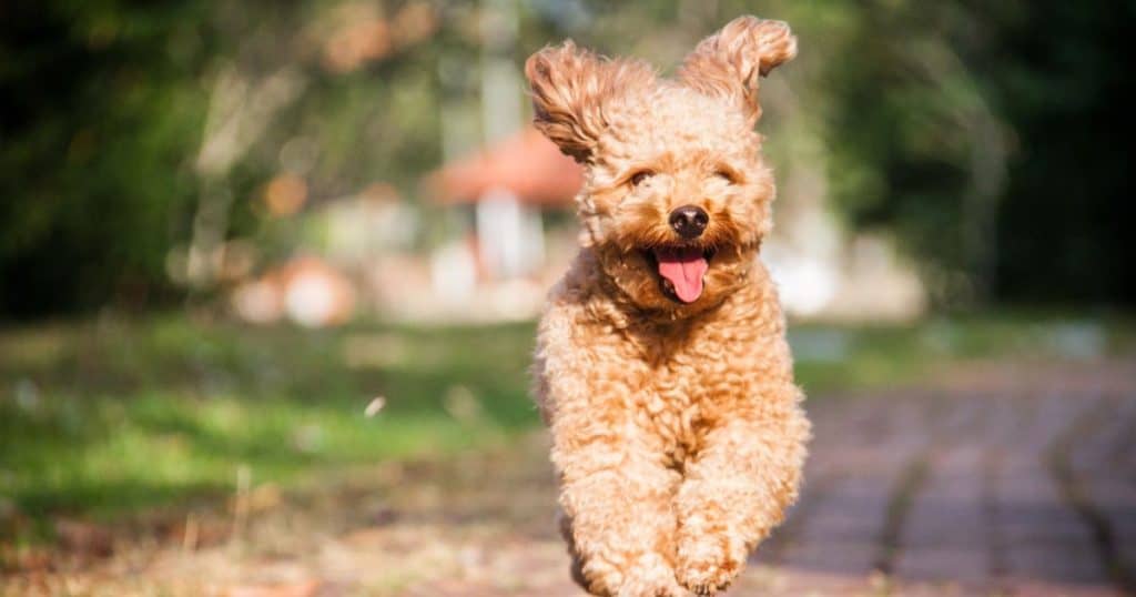 Poodle Dog Exercise