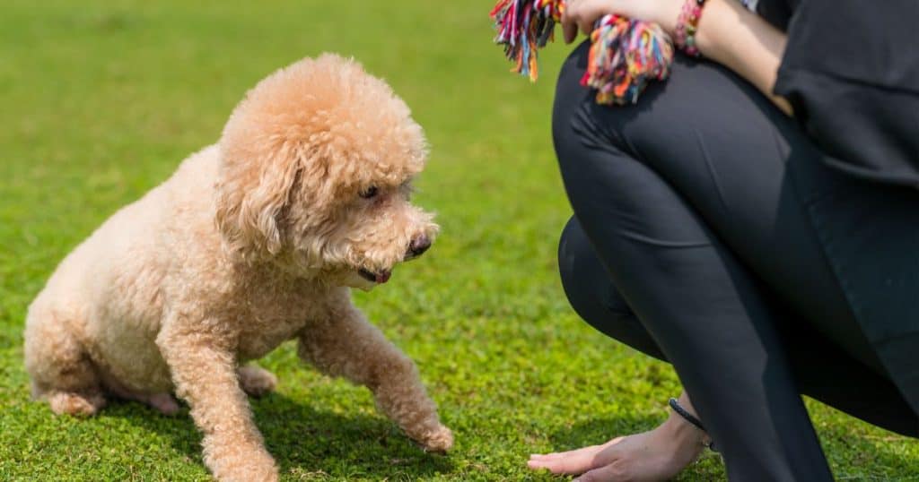 Poodle Dog Trainability