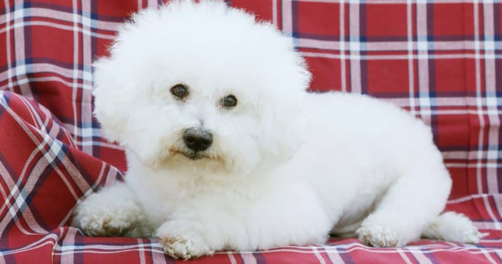 Potential Risks and Behavioral Issues - Can Bichon Frise Be Left Alone