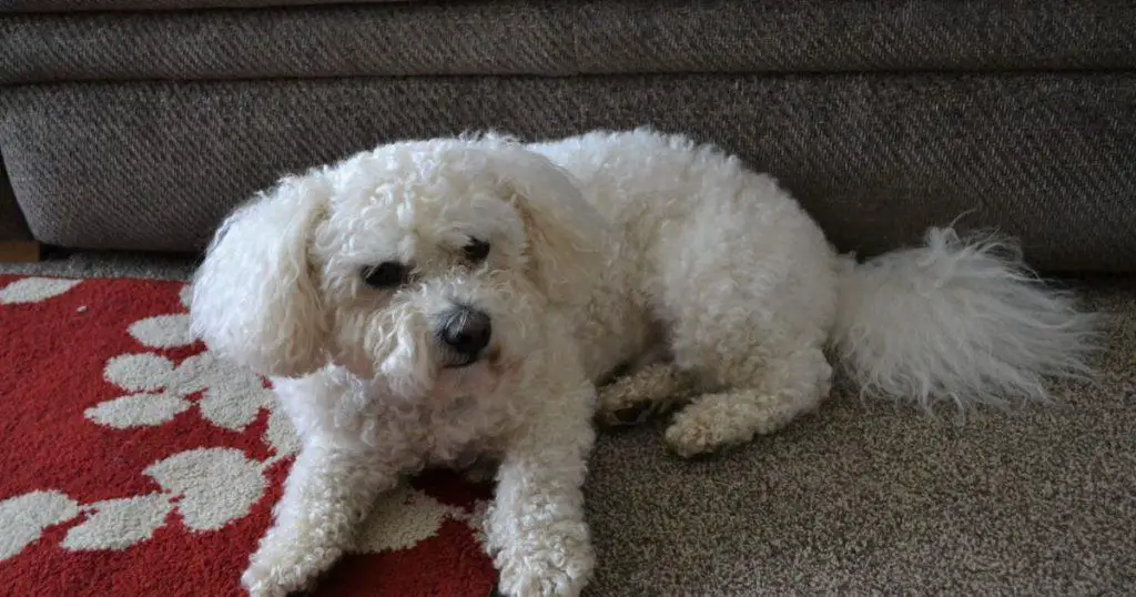 Preventative Measures and Veterinary Care - What Do Bichon Frise Usually Die From?