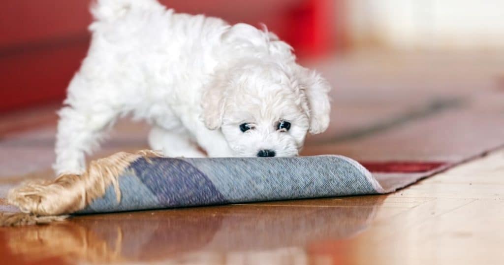 Professional Help for Bichon Frise  - Can Bichon Frise Be Left Alone