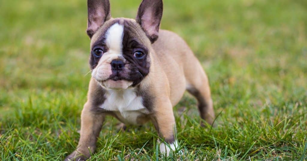 Reasons Behind French Bulldog Screaming