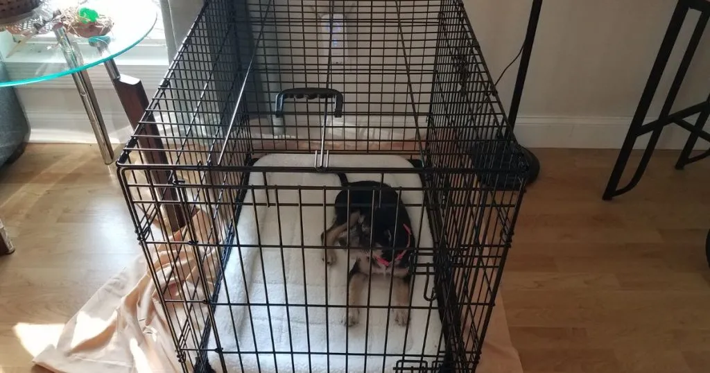 Recommendations for Buying the Appropriate Dog Crate