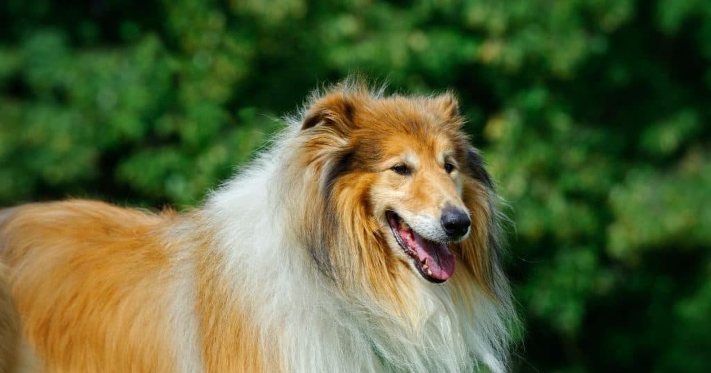 Rough Collie - Big Fluffy Dog Breeds List