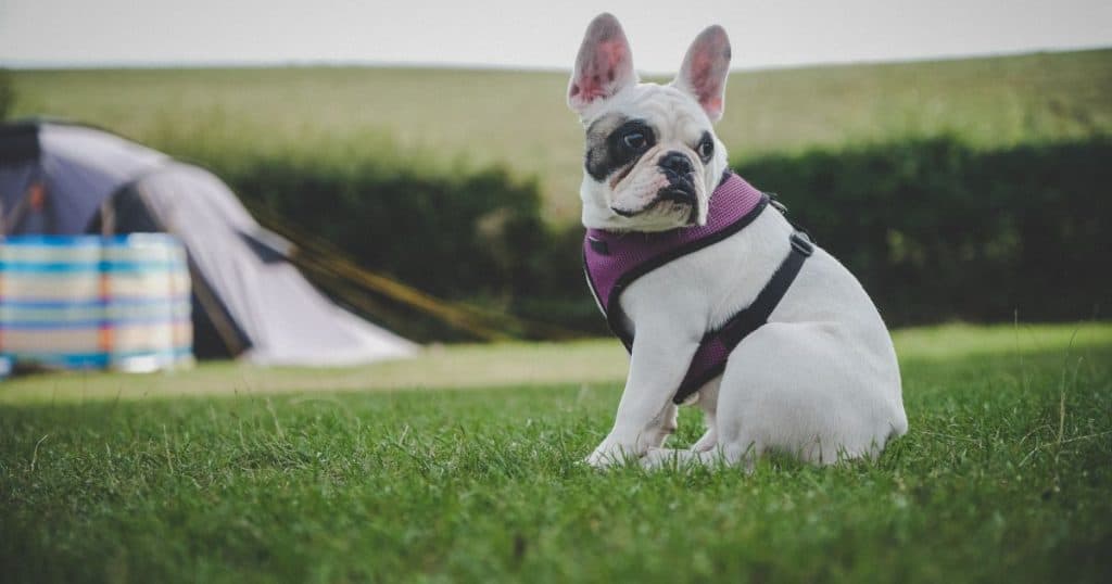 Safety Measures When Taking Out Your Bulldog on Camping