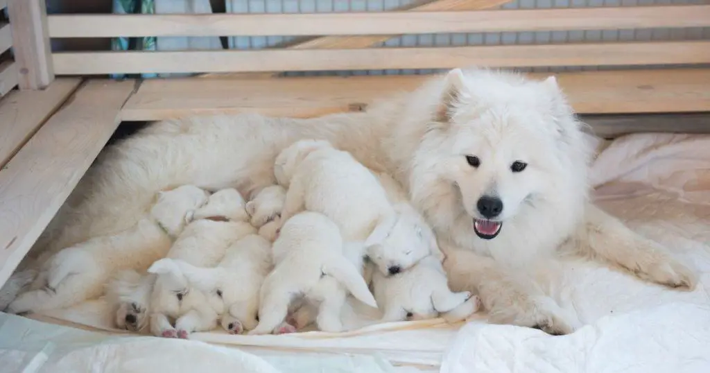 Samoyed - Big Fluffy Dog Breeds List