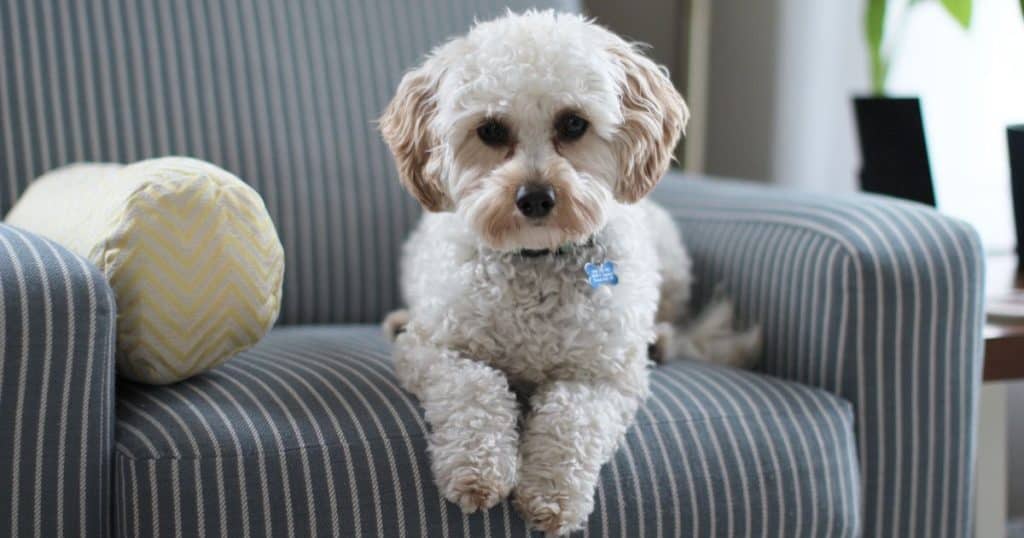 Shih Tzu Breed - Bulldog and Shih Tzu Mix