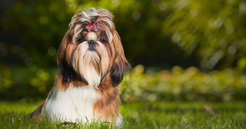 Shih Tzu Breed Overview - Shih Tzu Hypoallergenic