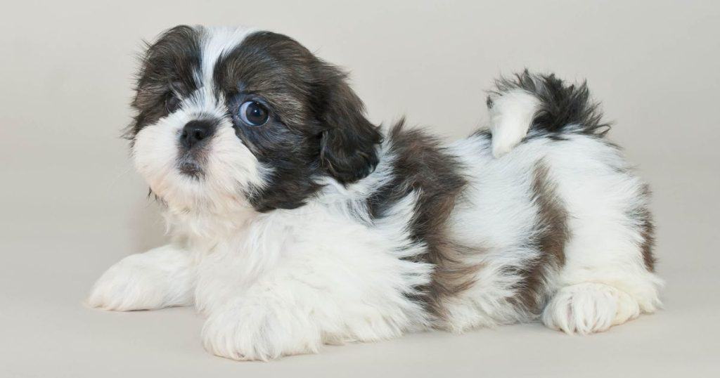 Shih Tzu Hypoallergenic