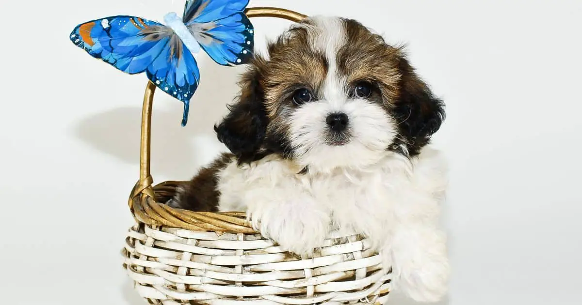 Shih Tzu Hypoallergenic: Separating Fact from Fiction Best Guide