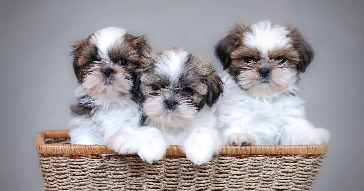Shih Tzu Terrier Mix Characteristics and Care Best Guide